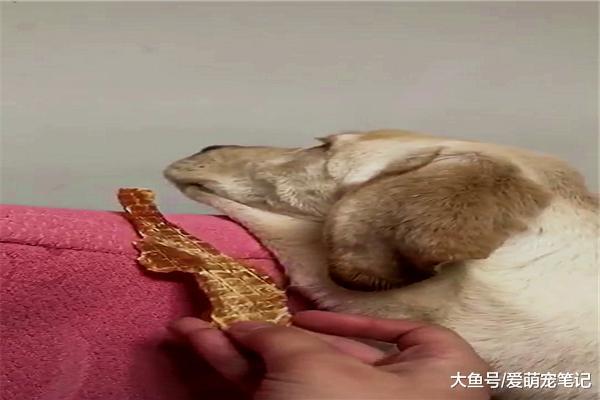 拉布拉多咬人被惩罚，结果一直在家生闷气，被主人哄着像个孩子