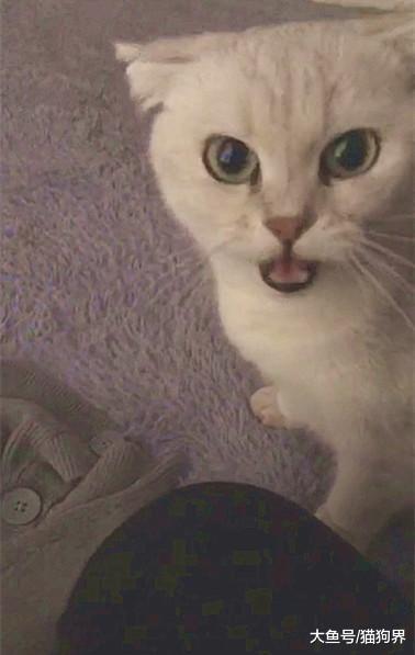 猫第一次生娃, 对着主人一脸疑惑, 主人: 你别看我, 孩子不是我的