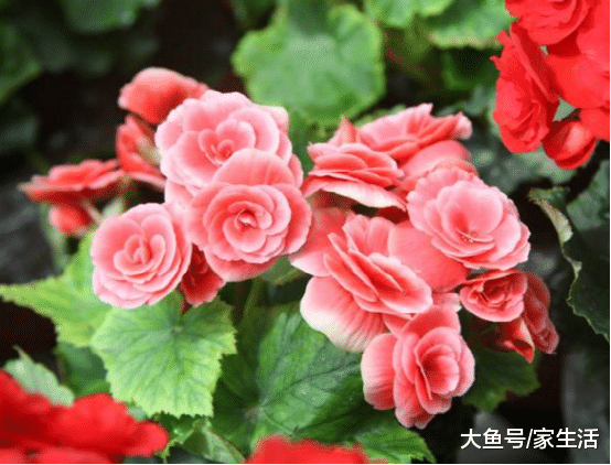 为什么有钱人都养这5种花？财运能慢慢旺盛，养得好运气会更顺