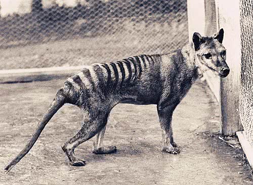 史上“最惨”生物，被误认为是杀羊贼，最后一只还被太阳晒死