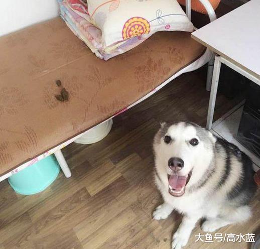 下班回来，二哈可怜守在门口，女孩快气懵，网友笑道：幸好没拉稀