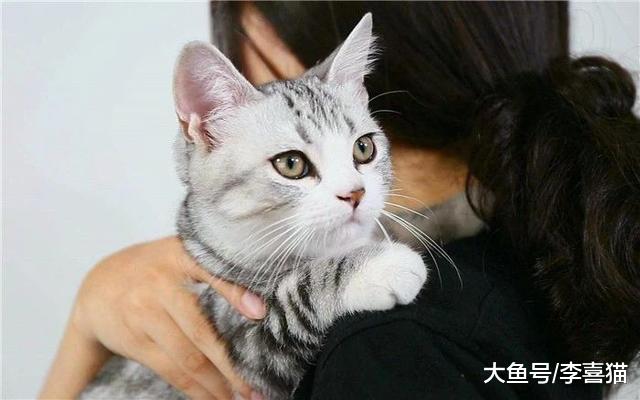 猫咪夜间也会看不见？面对严峻问题，铲屎官应做好三点措施