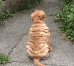 国产的5种名犬，第2种喜欢作恶作剧，养第5种的人说明家里有矿