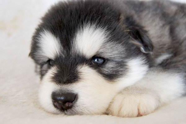 想要买纯种犬种？其实如果你不知道怎么去辨别，还是很容易被坑的