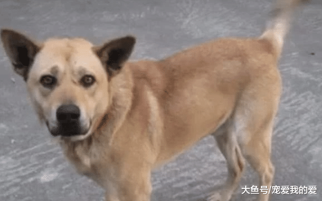 朋友来家里做客，狗狗狂吠拼命阻止他入内，全家人死里逃生