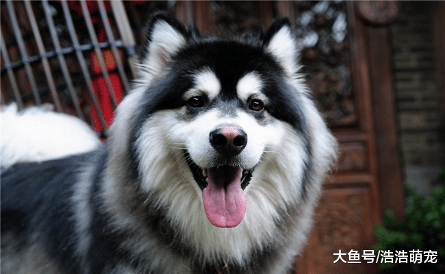 小型犬满大街都是, 为什么都不养大型犬了? 原因很现实