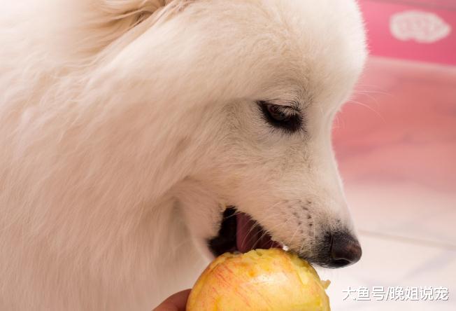 狗狗不能吃的水果, 粘上一点就会害了狗狗, 你知道吗?