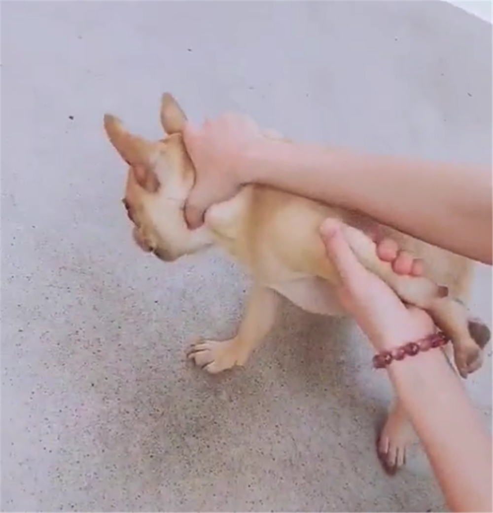 狗子招惹大姐，大姐使出擒拿手將狗制服，狗：我經歷了什么……