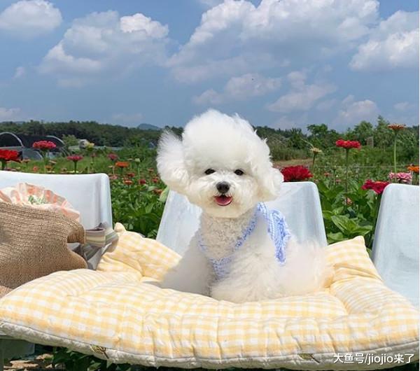 养宠物不得不知道的那些事儿之宠物的卫士——疫苗