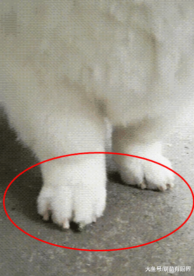 完犊子！萨摩和柯基的爱情结晶“萨摩基”横空出世，一看就不是正经狗