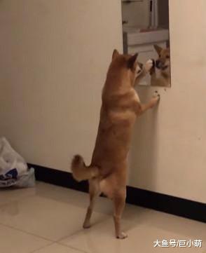 单身柴犬的悲凉日常，满脸笑容地跟自己打招呼，看着就让主人心疼