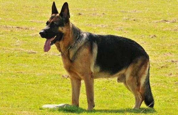 地球上5大最适合家养的护卫犬，德牧和杜宾上榜，你最喜欢哪种？