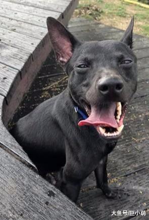 未满一岁就是摔断了腿，因此惨遭主人遗弃，但依然乐观奔跑寻新家