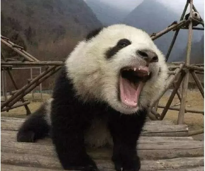 熊猫在抗日时期是什么处境？