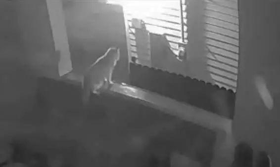 猫咪离家出走, 结果踏出家门悔得肠子都青了, 太搞笑了!