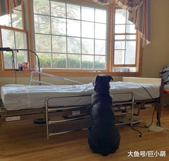 狗狗坐在病床前，超级乖巧静静等主人，但这次主人不会回来了