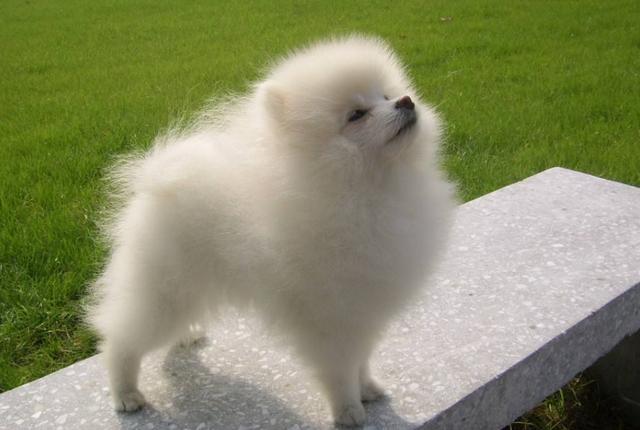 这6种行为，正在缩短博美犬的寿命，你知道吗？