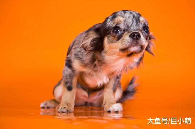 想要明白狗狗的意思，你要读懂它的行为，狗狗这七个行为代表什么