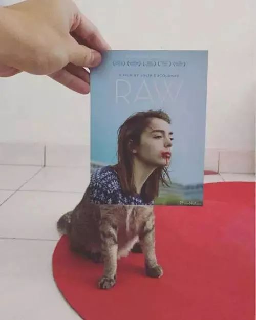 原来猫和海报还可以这样玩，最后那性感的大腿。。