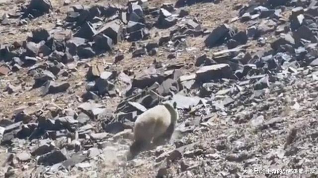 現在居然還有野生的大熊貓？在野外的大熊貓應該叫“食蟻獸”？