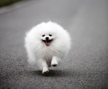 养狗的注意了，这5种狗狗最爱咬人了，都是下口无征兆！