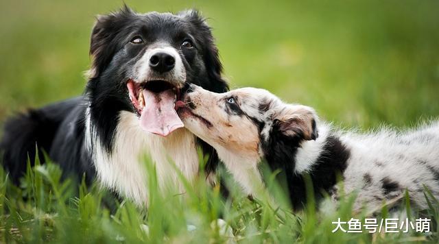 边牧智商高不代表服从性高，主人不注意这3点，可能会反被它驾驭