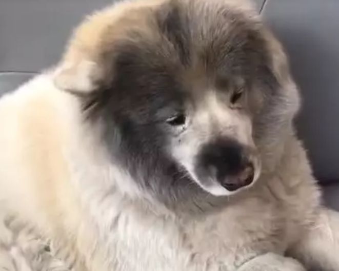 狗狗灰头土脸回家，被主人训斥，一脸煤老板模样，笑喷了