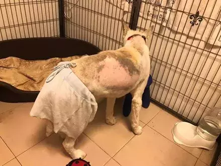 憤怒！超美雪橇犬兩度遇上無良主人，面目全非...