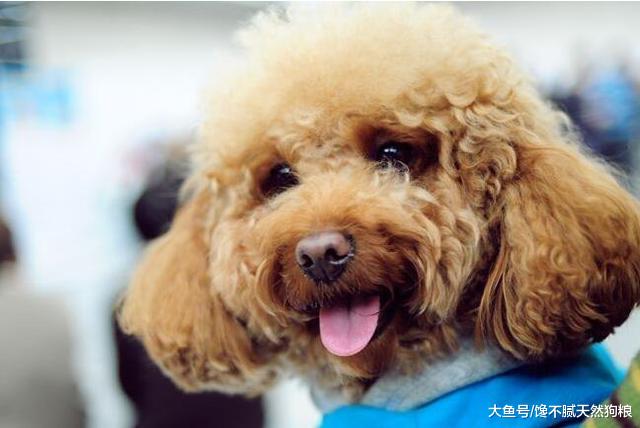 为什么泰迪犬“被打”也不反抗？原因有5个，不只是因为忠诚