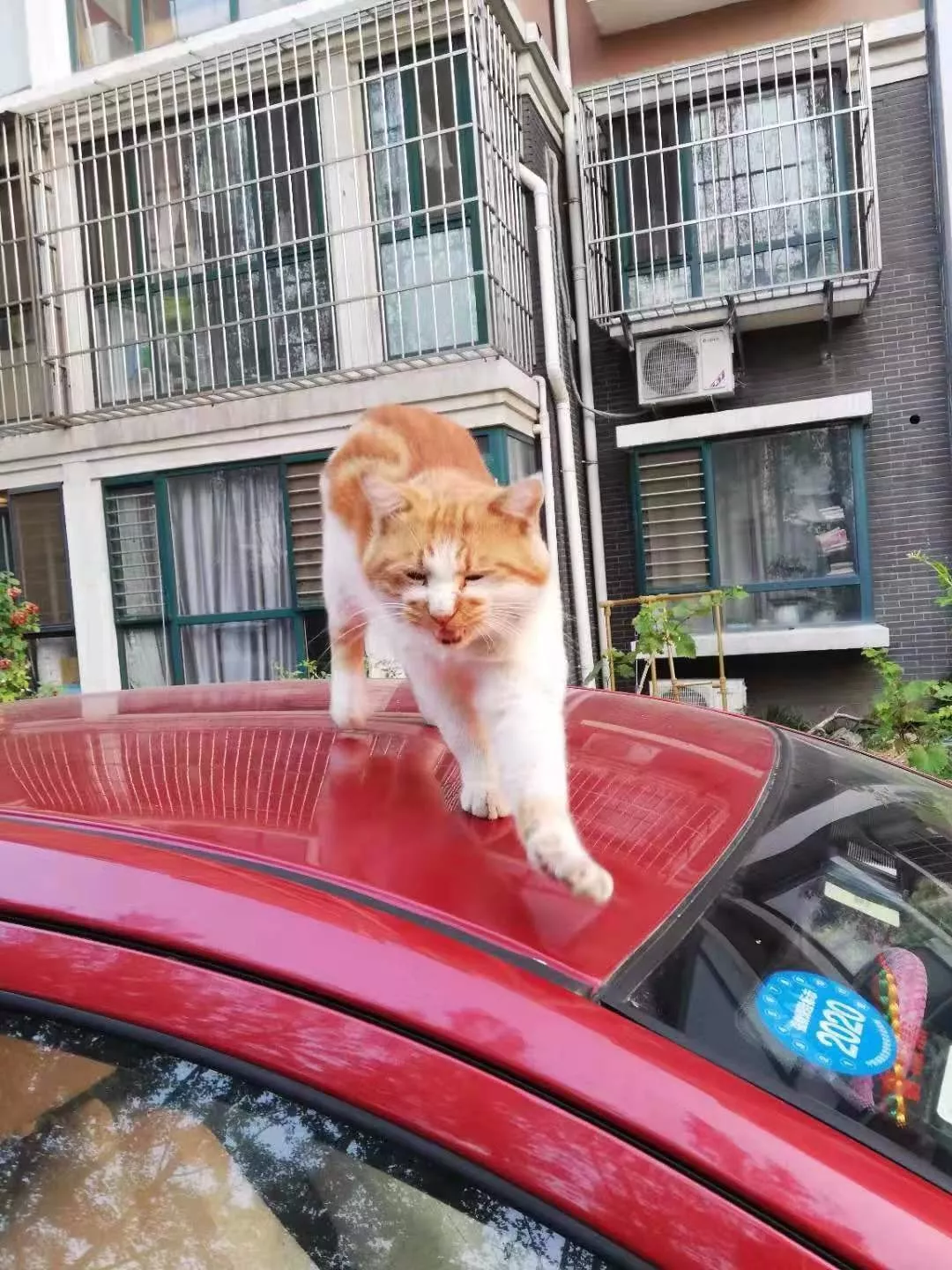 橘猫大摇大摆躺在车顶，对车主一屑不顾，还霸占车子打了大哈欠