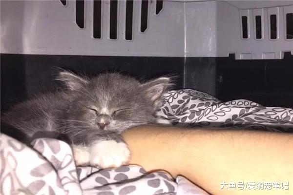 流浪猫被宠主带回家后，原住民主动承担起照顾责任，每天守在身边