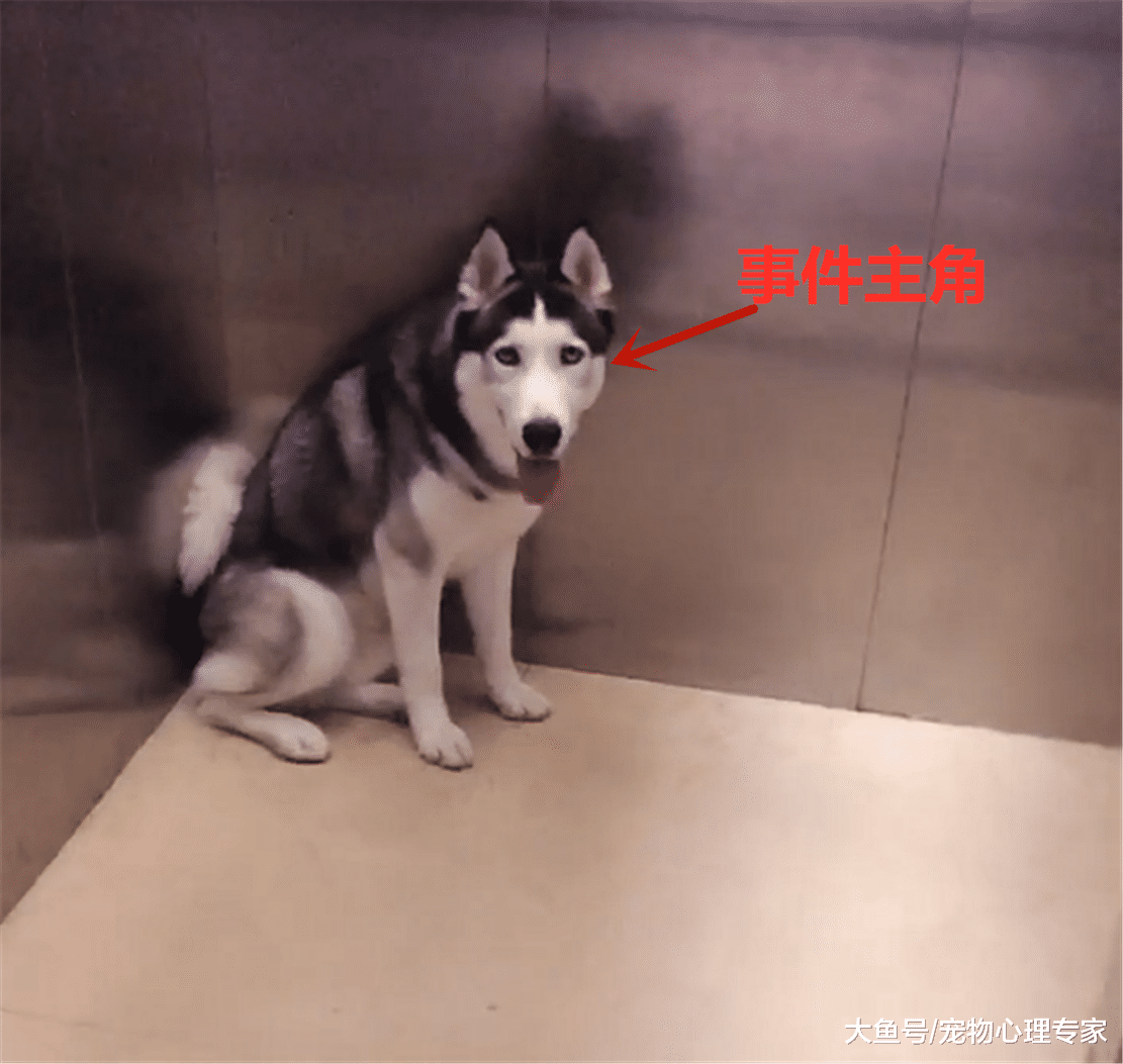 女子打开门，看见地上的二哈不由笑出声：被巴啦啦能量封印了？