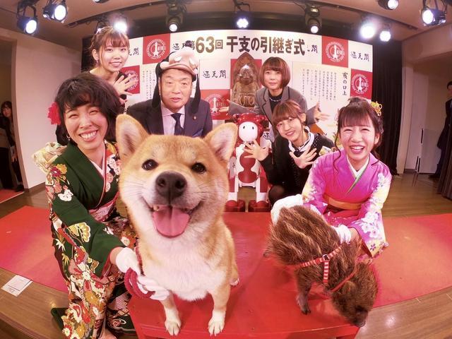 辞狗迎猪, 日本用真动物举行交接仪式, 萌柴犬狂抢镜头
