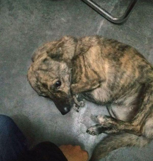 路边流浪狗冻坏了跟着我回家蹭暖气, 网友看到照片: 出2万卖给我