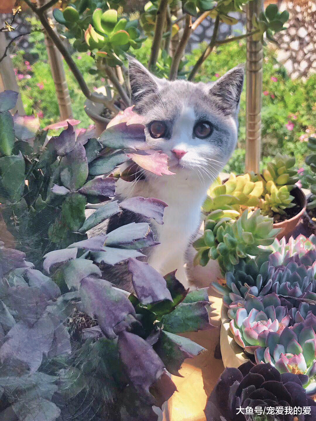 女子外出回家，发现猫咪枕着一块肉在睡觉，走近一看才发现是这玩意