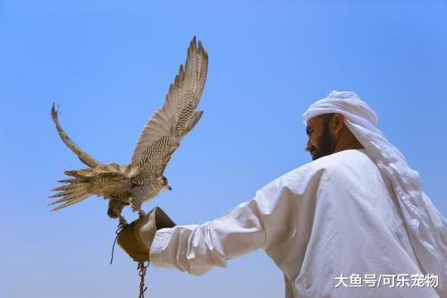 土豪才养得起的五种宠物，最后一种堪称天价，抵得上六辆兰博基尼