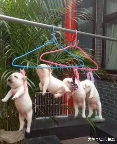 婆婆嫌弃家里狗很臭, 于是今天出太阳出去消毒, 把我气死了