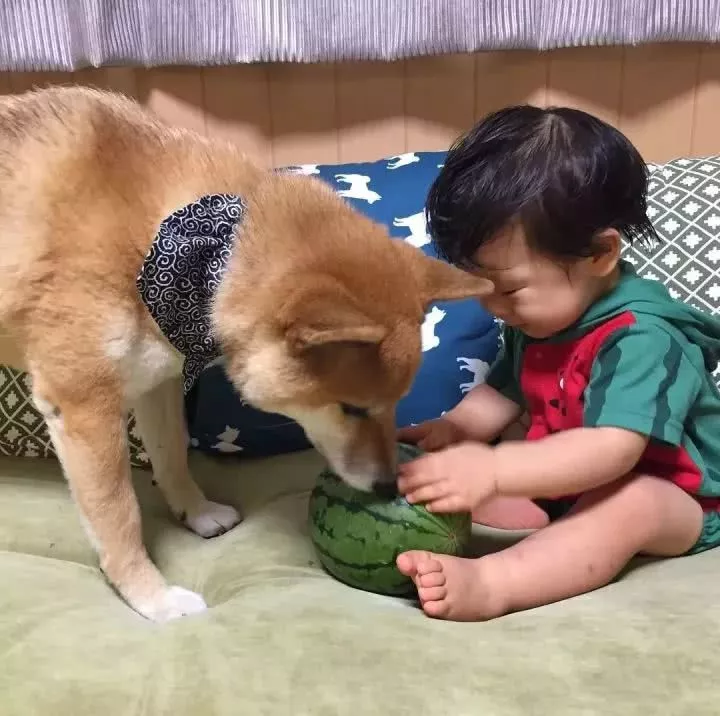 柴犬家添了一个小主人后，就像大哥一样无限宠溺！看完想养狗了