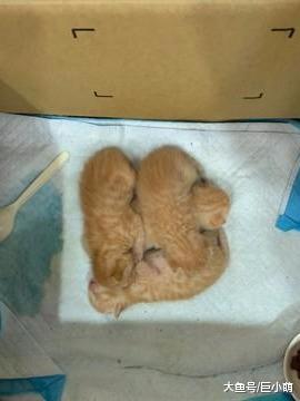 小奶猫刚出生三天就和兄弟打架，被主人制止后，还偷偷地多补一拳