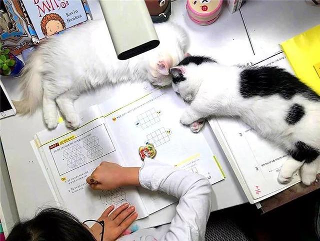 小主人面对猫咪诱惑却坚持学习，两只可爱小猫无奈在线陪读！