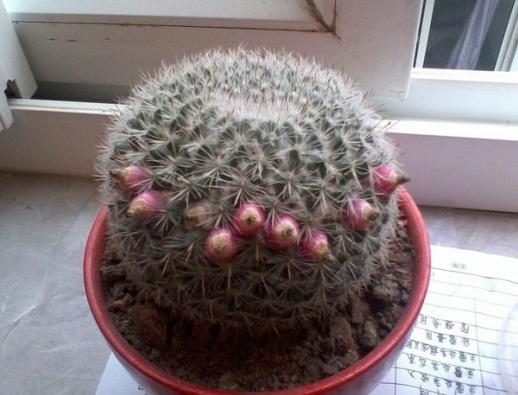 这5种植物是天然空气净化器，把它养在家里，家人起码多长寿几年