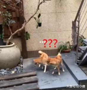两只狗狗为了骨头打架，回头发现骨头不见愣住，骨头哪儿去了？