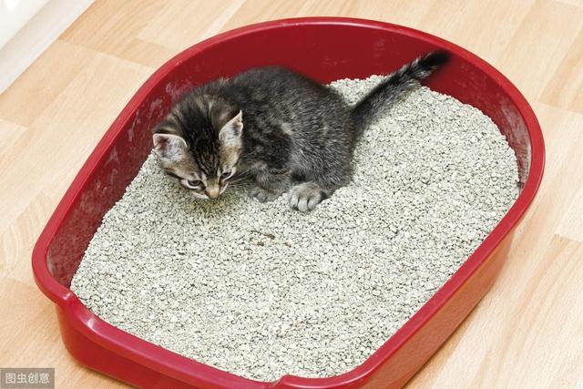 第一次养猫，应注意些什么