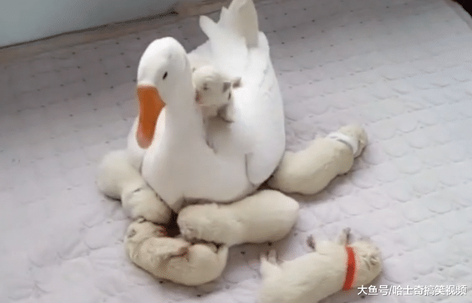 大白狗生了6只宝宝，奶狗却被“扛把子”抢走，狗：惹不起