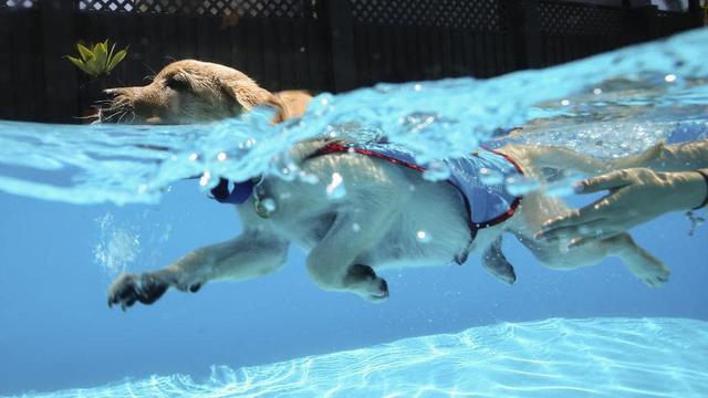 你家狗狗不像其他狗一样喜欢水？这不是狗的问题，是主人没训练好