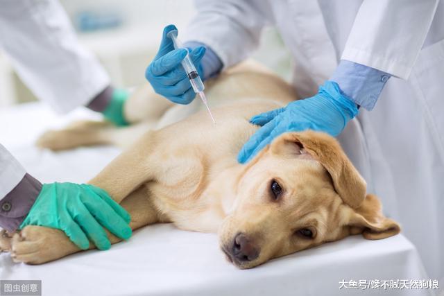 被狗狗咬一下就会得狂犬病？真相并不是这样的