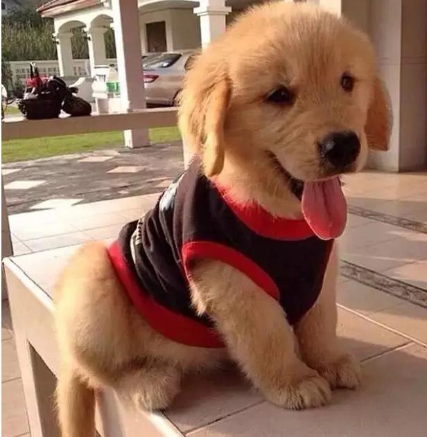 冬季金毛犬饲养注意