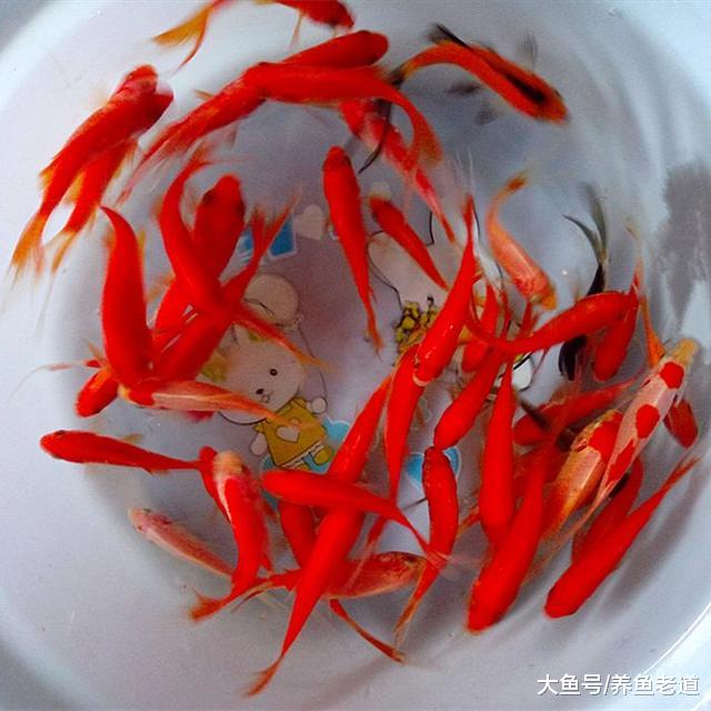 饲养观赏鱼的鱼友们，以下这些用观赏鱼做的实验大家都见过吗？