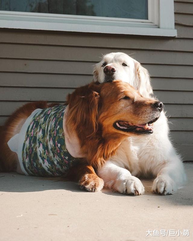 金毛不幸患上骨癌被截肢，好兄弟陪它走过苦难时光，相伴于抗癌路