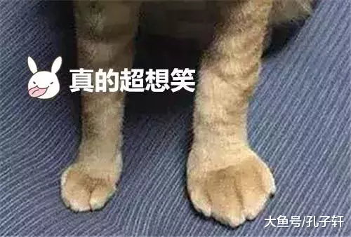 橘猫出去玩闯了祸, 哭丧着脸回到家, 铲屎官第一时间掏出了手机